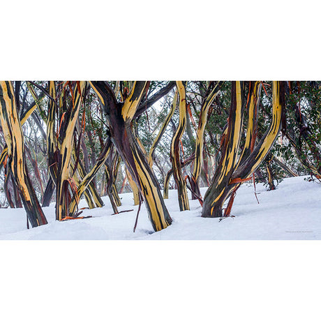 SNOW "THE SNOW LANDSCAPES OF AUSTRALIA" BOOK